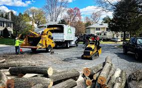 Best Tree Trimming and Pruning  in Ansonia, OH