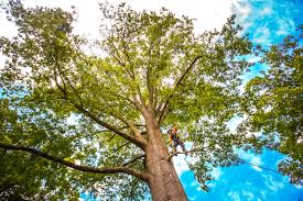 Trusted Ansonia, OH Tree Care Experts