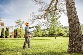 Best Palm Tree Trimming  in Ansonia, OH